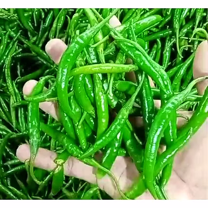 G4 Green Chilli-12464733