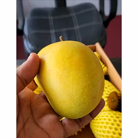Alphanso Mango