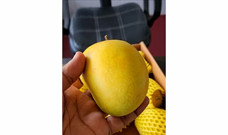 Alphanso Mango