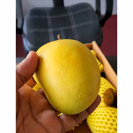 Alphanso Mango-12464735