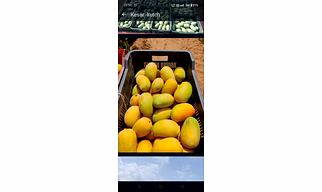 Kesar Mango