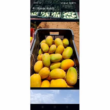 Kesar Mango-12464737
