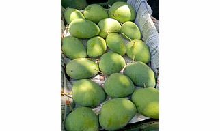 Badami mango