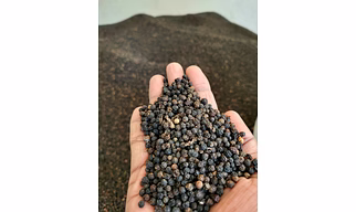 Black Pepper (Malabar)