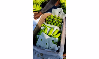 Banana