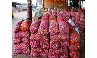 Onion
