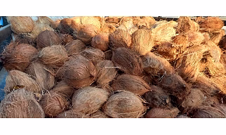 Coconut