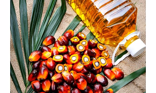 Palm Oil