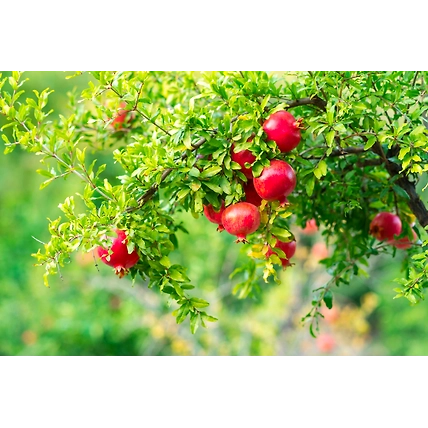 Pomegranate-1