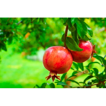 Pomegranate-2