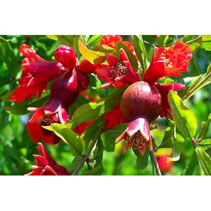 Pomegranate-3