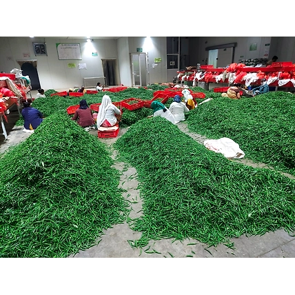 Green Chilli G4-1