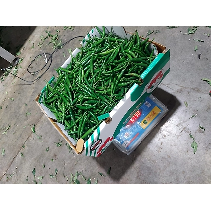 Green Chilli G4-4