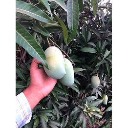 Keasar mango