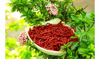 BEETROOT CHIPS