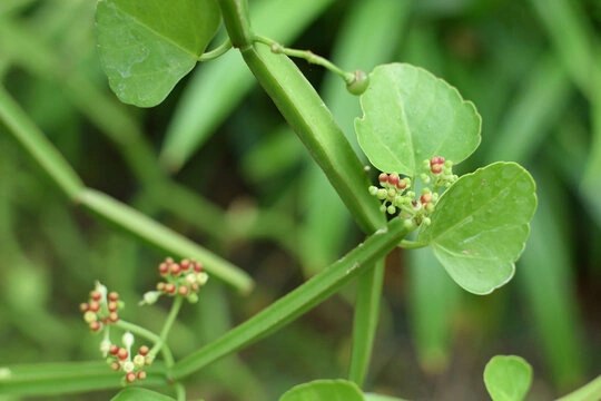 Cissus Quadrangularis Capsules | Veldt Grape Capsules (பிரண்டை மாத்திரை) Herbal Capsules-2