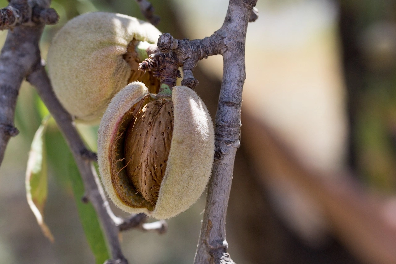 Badam Pisin | Almond Tree Gum (பாதாம் பிசின்) Herbal Gum-1