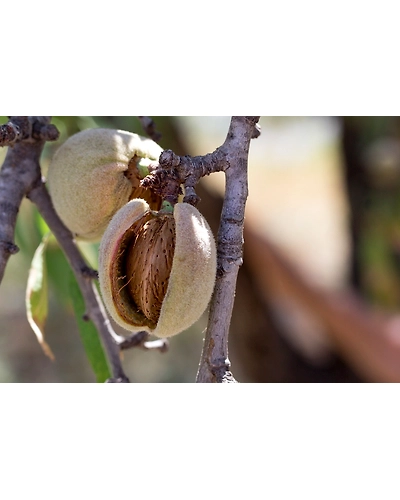 Badam Pisin | Almond Tree Gum (பாதாம் பிசின்) Herbal Gum-1