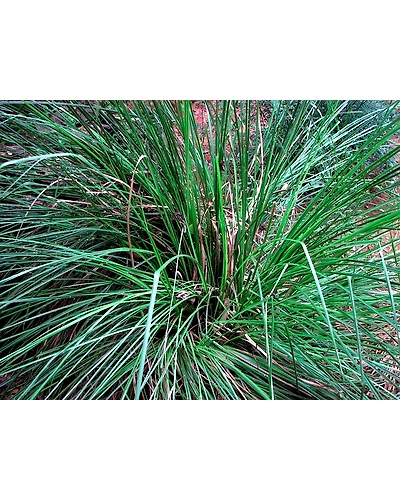 Vettiver - Coleus Vettiveroides Root RAW (வெட்டிவேர்) Herbal Roots-1