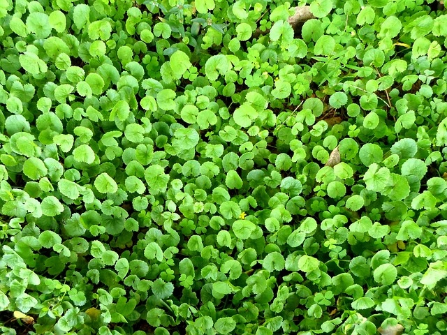 Vallarai Drird Leaf - Centella Asiatica - Gotu Kola Drird Leaf (வல்லாரை உலர்ந்த இலை) Herbal Leaves-1