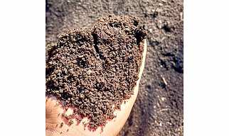 Cow Dung Vermicompost