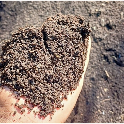 Cow Dung Vermicompost