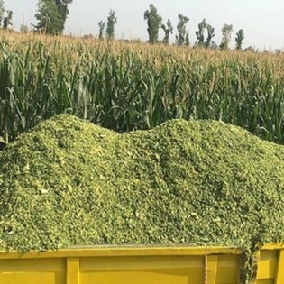 Corn Silage