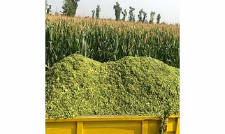 Corn Silage
