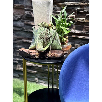 Green potli-1