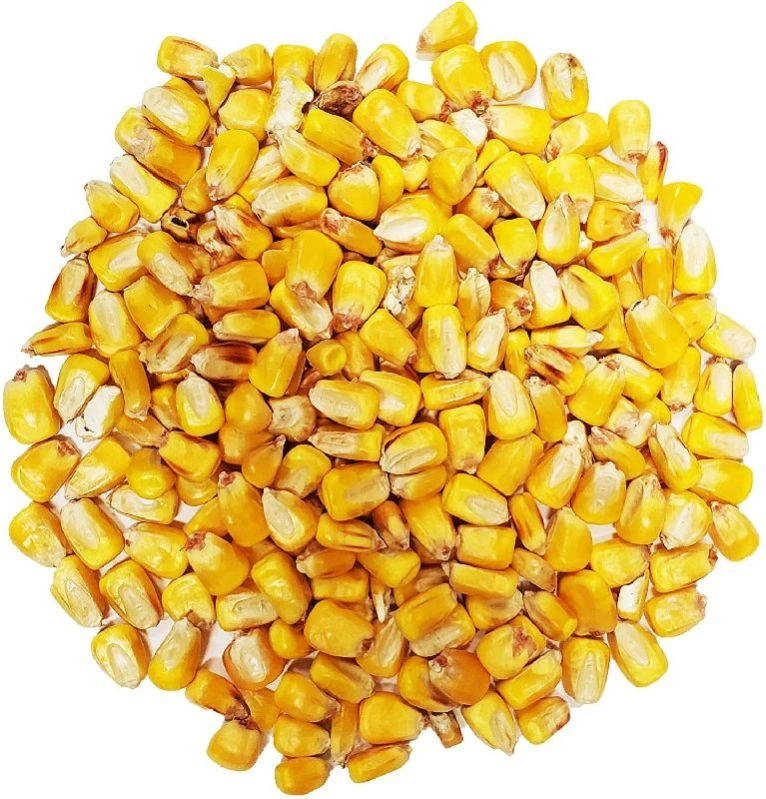 A-Grade Yellow Maize for Animal feed-AGE12471485