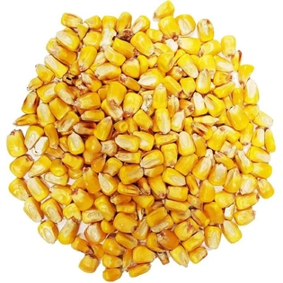 A-Grade Yellow Maize for Animal feed