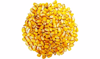 A-Grade Yellow Maize for Animal feed