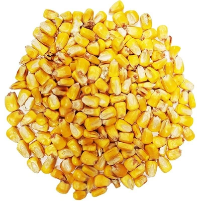 A-Grade Yellow Maize for Animal feed