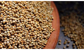 Top Quality Pearl Millet (Bajra)