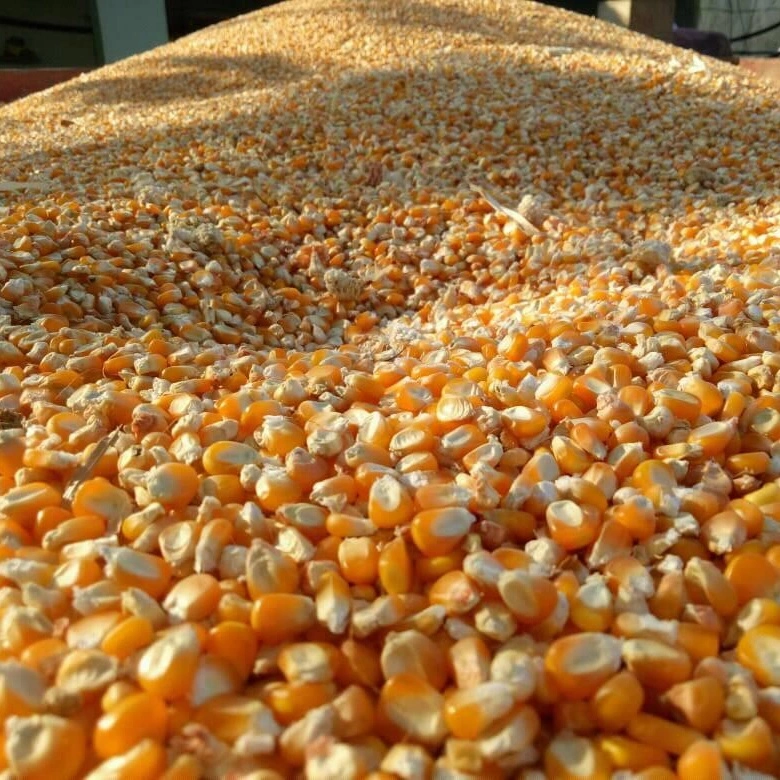 A-Grade Yellow Maize for Animal feed-1
