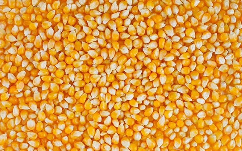 A-Grade Yellow Maize for Animal feed-2