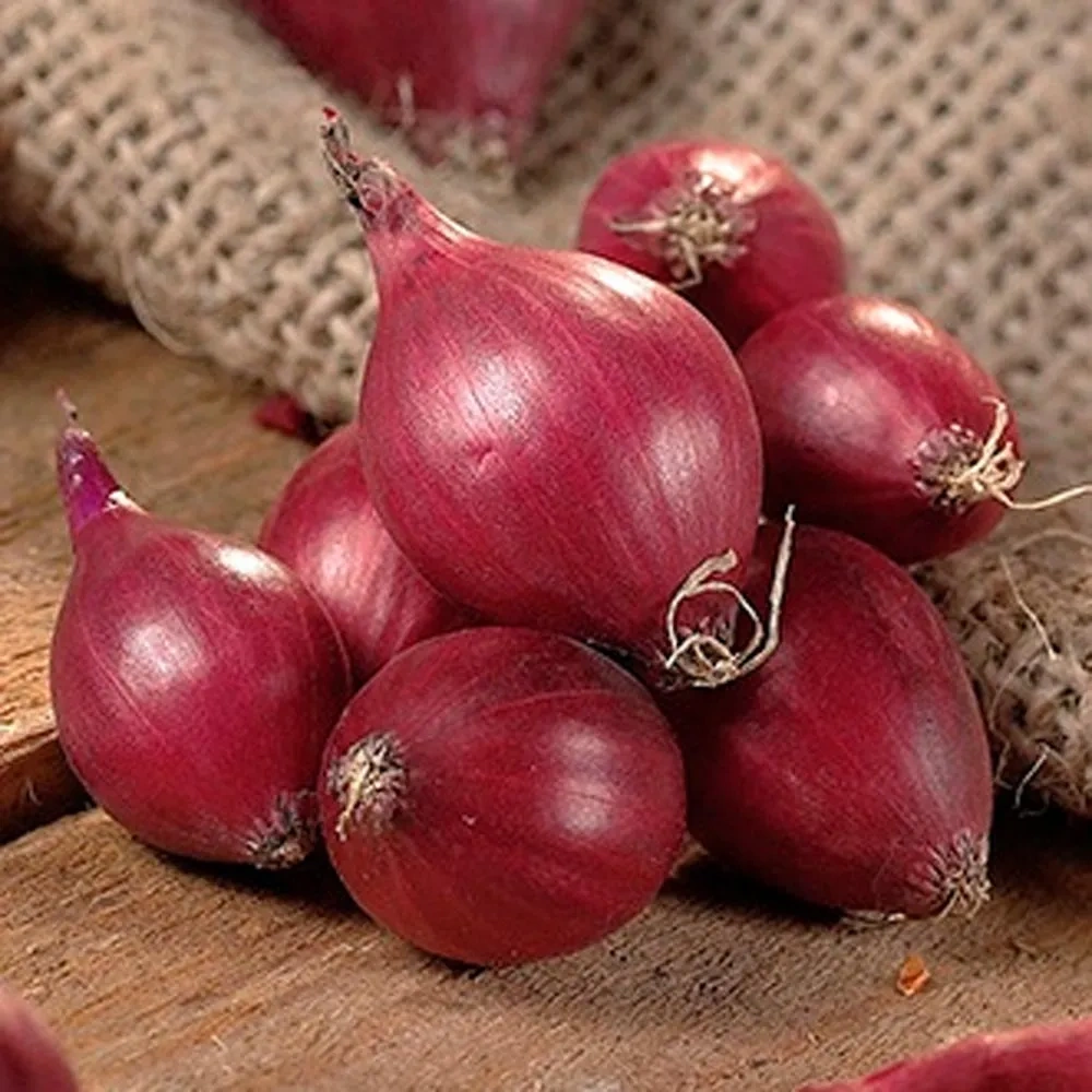 Fresh Onion - Export quality fresh Onion available from India-3