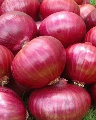 Fresh Onion - Export quality fresh Onion available from India-1