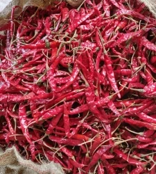 Dry Red Chilli | We export premium quality red chillies-2