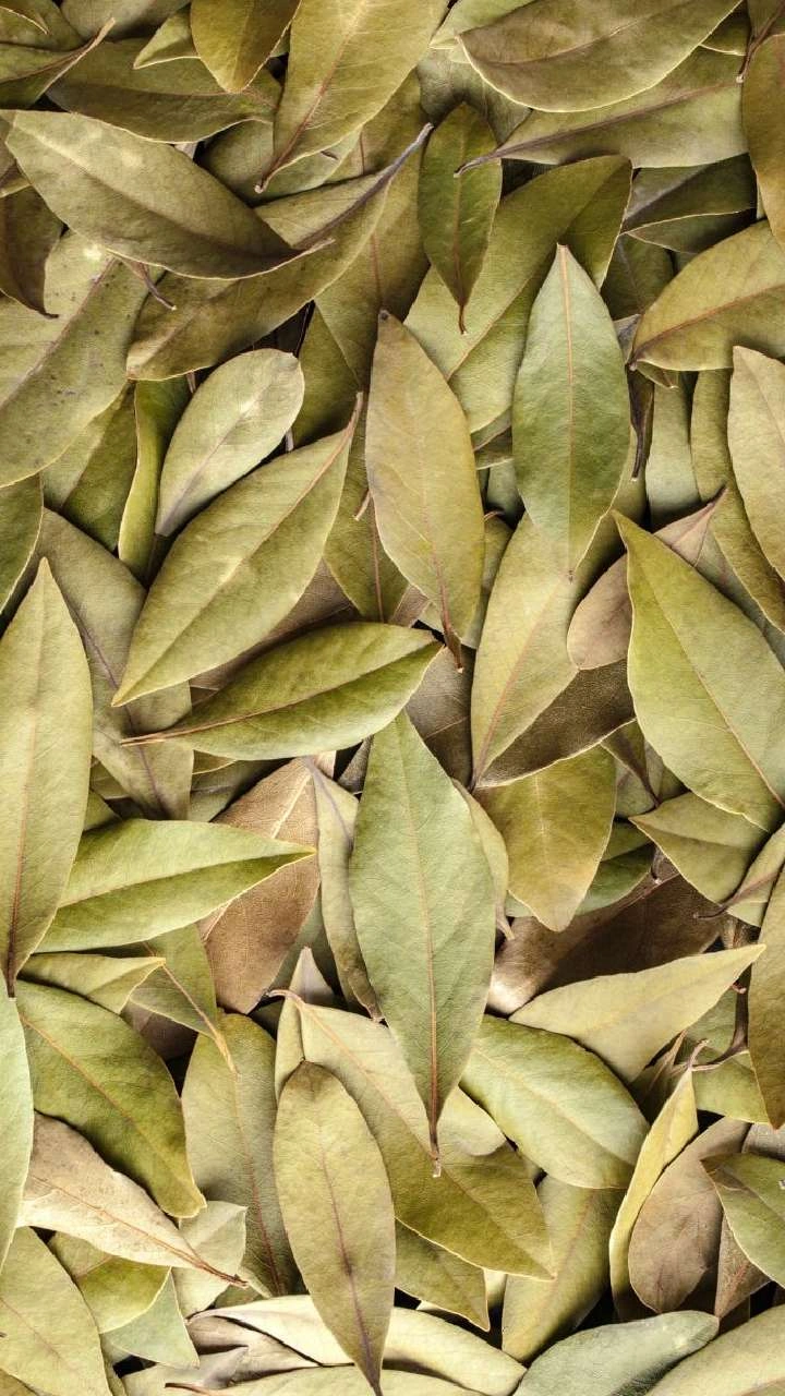 Bay leaf | We export Bay leaf to world wide-3