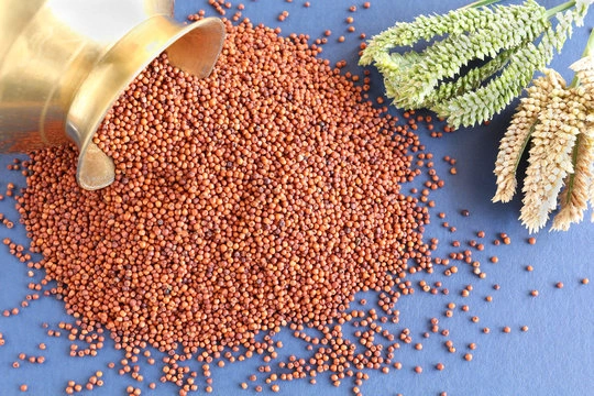 Ragi | Finger Millet | Available for export-3