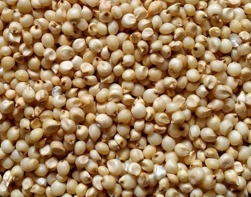 Sorghum Millet | Jowar | Export quality | Contact us to Import-3