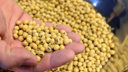 Soya Bean | export quality for immediate dispatch-5