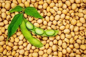 Soya Bean | export quality for immediate dispatch-SYBN001-01