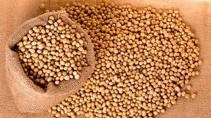 Soya Bean | export quality for immediate dispatch-4