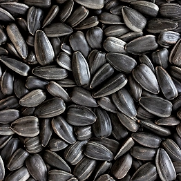 Premium Sunflower Seeds - High-Quality, Nutrient-Rich, and Flavorful