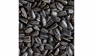 Premium Sunflower Seeds - High-Quality, Nutrient-Rich, and Flavorful