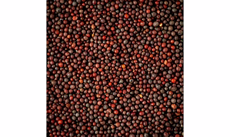 Premium Mustard Seeds – Rich in Flavor & Nutrients – Perfect for Global Cuisines
