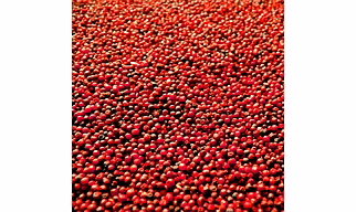 Premium Finger Millet/Ragi | Nutrient-Rich Finger Millet for Global Export  | Sustainably Sourced Finger Millet from India