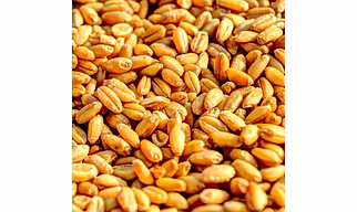 Premium Indian Wheat – Nourishment Redefined | Premium Quality Indian Wheat for Global Import